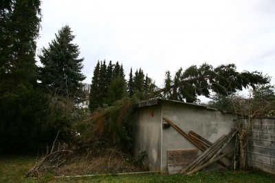 2010-02-28_Baum-6260.jpg